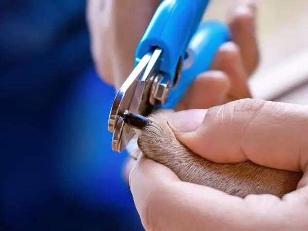 Close-up of using a plier-type dog nail clipper to gradually trim a dog’s nails
