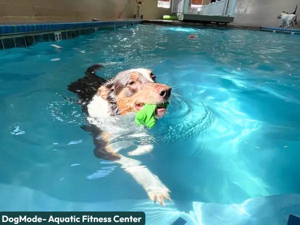 The Aquatic Fitness Center at DogMode, a dog swimming pool in Salt Lake City