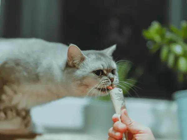 A pet parent giving cat treats in a tube or wet cat treats, an important step in how to cut cat nails with reduced stress