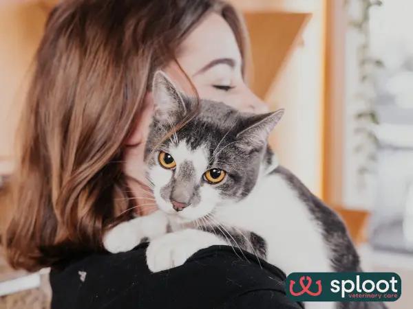 A Sploot veterinary professional carrying a cat with care, representing the team’s extra measures to ensure each feline patient’s well-being, including thoughtful post-care instructions for cat parents