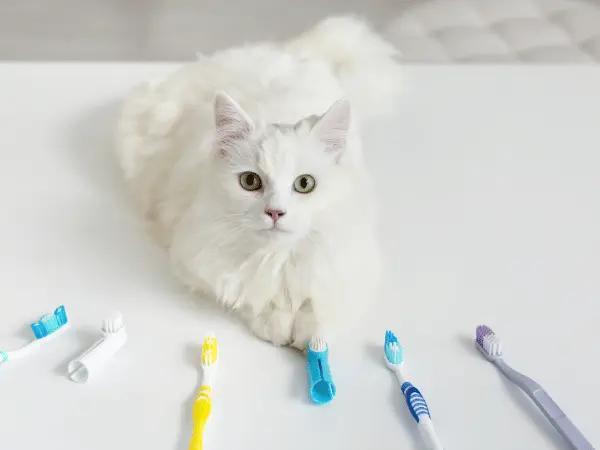 A cat surrounded by cat toothbrushes and placing a paw on a dental finger brush for cats, representing how comfortable most cats are with teeth cleaning using a finger brush