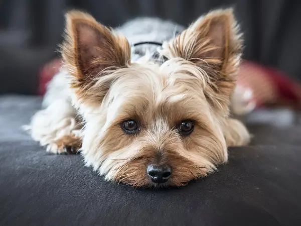 A photo of a Yorkshire Terrier, a small dog breed that is prone to dog vomiting