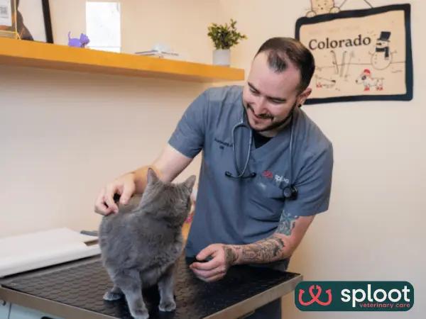 A photo of a cat getting personalized care at Sploot Veterinary Care, one of the best cat veterinarians or vet clinics for cats in Denver, Colorado