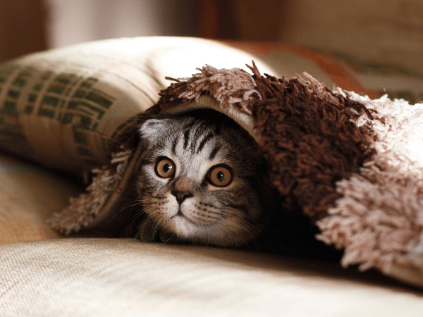 A hiding cat which represents anxiety which can be the reason behind a cat shedding a lot