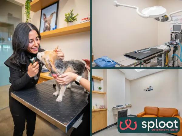 A photo of the clinic and surgical suite at Sploot Vets, a full service vet clinic in Denver, Colorado Springs, and Chicago offering dog cherry eye treatment or surgery