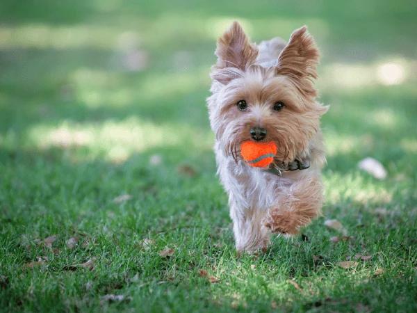 A dog playing fetch in a dog park, one of the fun pit stops during dog walking