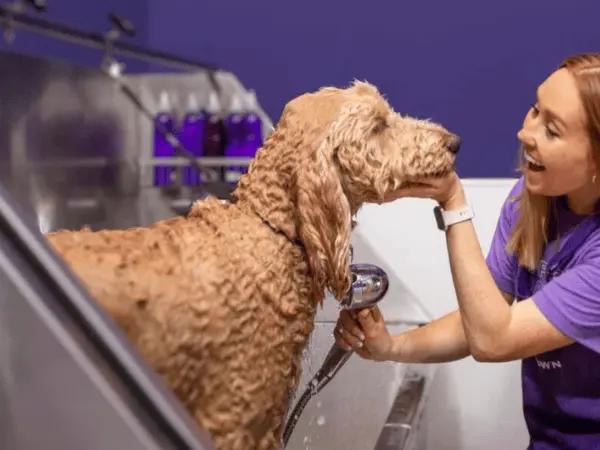 A dog getting a bath in Skipton, a provider of dog grooming in Denver