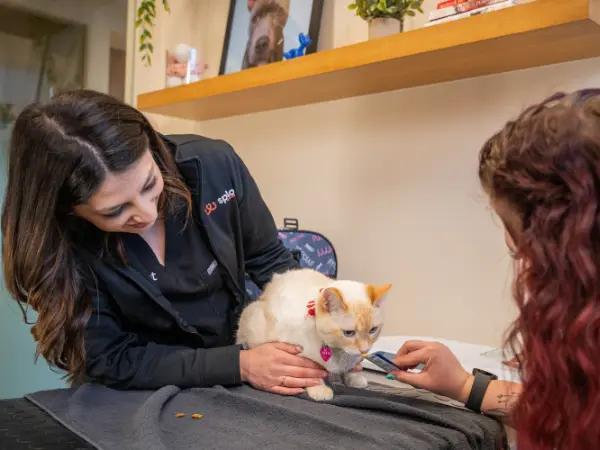 A cat brought to Sploot Vets, a Fear Free cat vet clinic in Colorado Springs, Denver, and Chicago, for a nutritional consultation, to determine the best indoor cat food