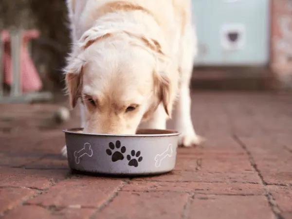 A dog eating the best dog food for sensitive stomachs