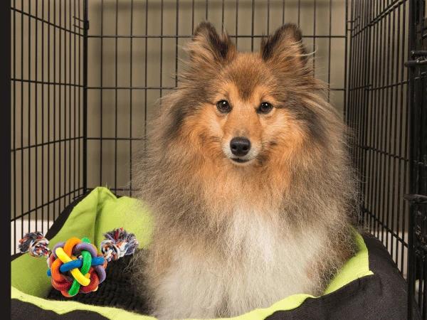 A dog lying down inside a comfortable crate, which is the dog’s safe space whenever they are overwhelmed by the experience of having a new baby in the house