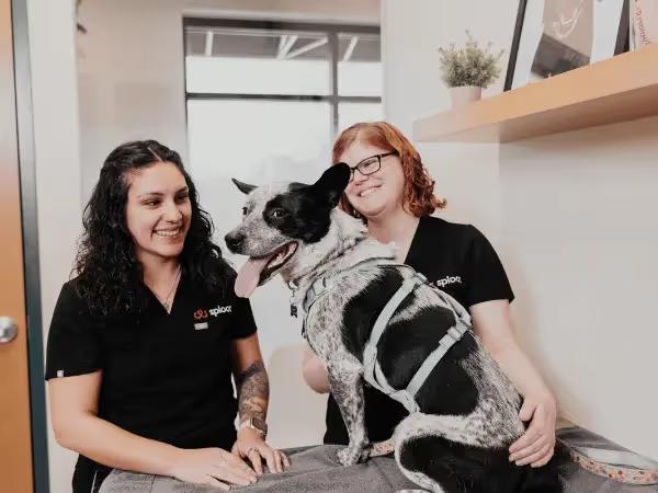 A senior dog getting a wellness exam and senior blood panel for dogs and cats at Sploot Veterinary Care