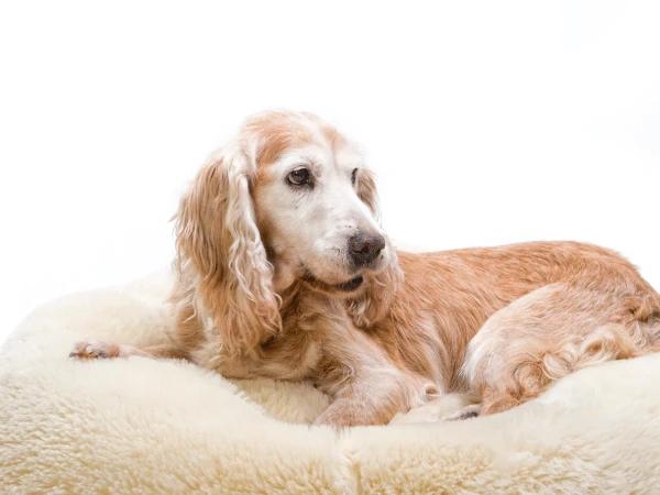An older dog, receiving special care for senior dogs