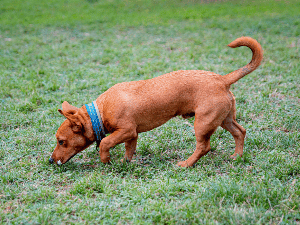 A dog sniffing the ground, representing one of the symptoms of constipation in dogs