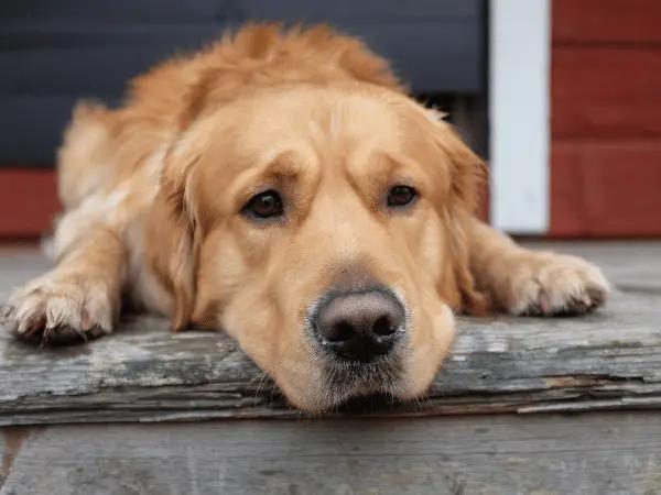 A dog lying down, representing lethargy, one of the leptospirosis symptoms in dogs