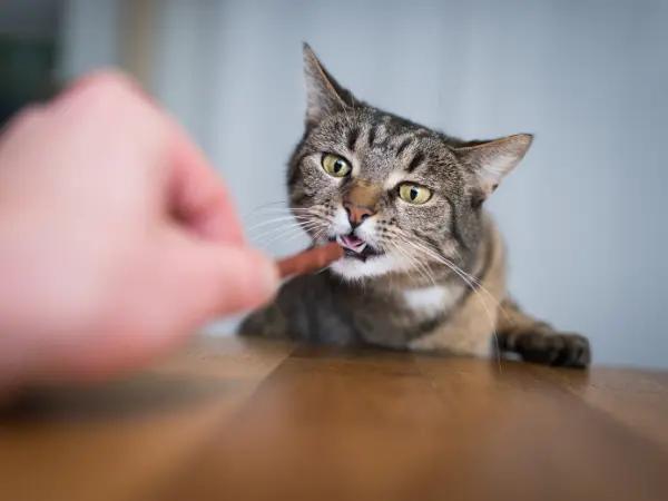 A kitten getting treats, an effective motivator when taking steps on how to socialize a kitten