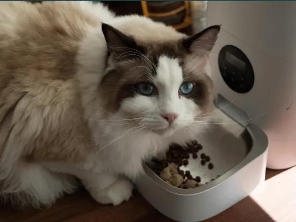 A cat looking up while eating cat food, representing the best cat food brands with AAFCO and WSAVA compliance