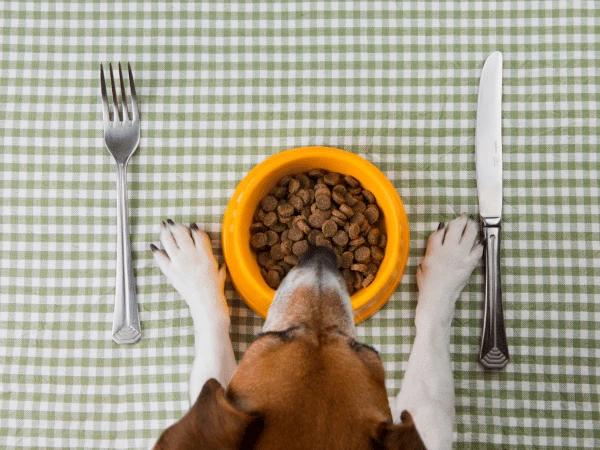 Overhead shot of a dog next to a bowl of dog food, with a fork and knife nearby.