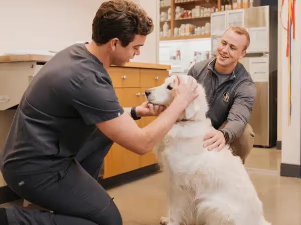 A dog getting a physical exam at Sploot Vets, a vet clinic in Colorado Springs, Denver, and Chicago, representing dog ear infection treatment