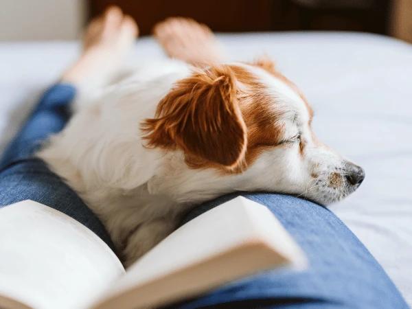 Close up of dog cuddling with pet parent while she reads a book