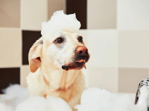 A dog having a bath which is part of great dog care