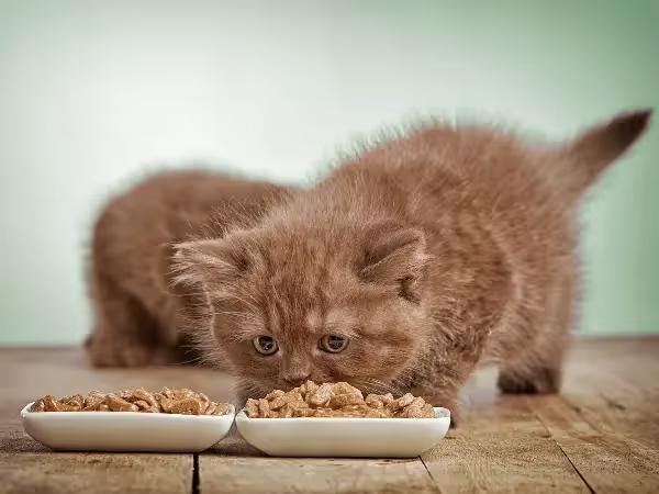 A kitten eating the best kitten wet food and best dry kitten food for their needs