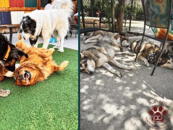 An image of the mini dog park in Pub Dog Colorado, a dog-friendly restaurant in Colorado Springs