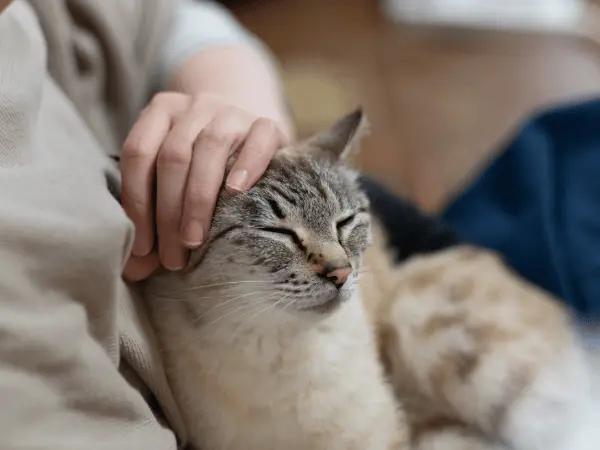 A photo of a gray clingy cat which can possibly be due to illness or discomfort