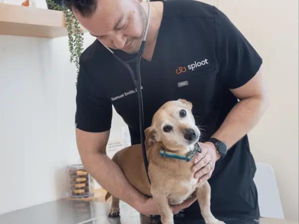 An initial check-up done at Sploot Veterinary Care, a clinic that accepts emergency vet visits