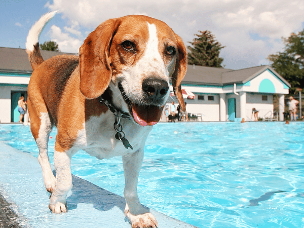 A photo of a happy dog beside a swimming pool representing dog swimming pool safety