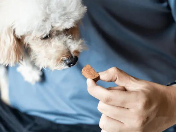 A dog eating a heartworm preventative, a recommended autumn pet safety tip