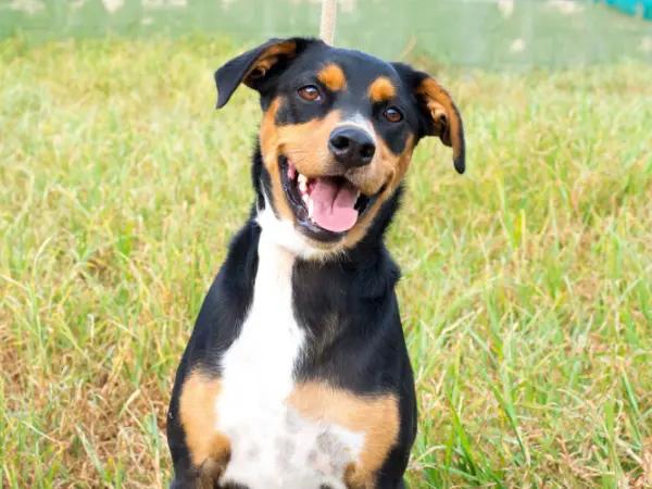 A photo of a cheerful dog, representing well-managed diabetes in dogs using vet-recommended diabetic dog food and other prescribed therapies