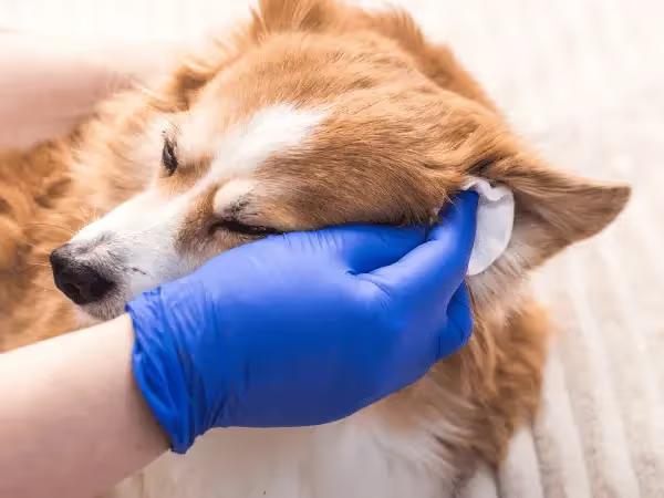 A dog getting their ears cleaned with one of the best dog ear cleaners in the market