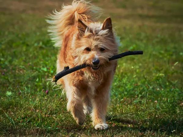 A dog running, representing the off-leash dog parks with fences near Salt Lake City