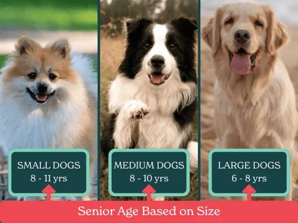 An infographic showing examples of small, medium, and large dogs and when they will become senior dogs that can benefit from senior dog food