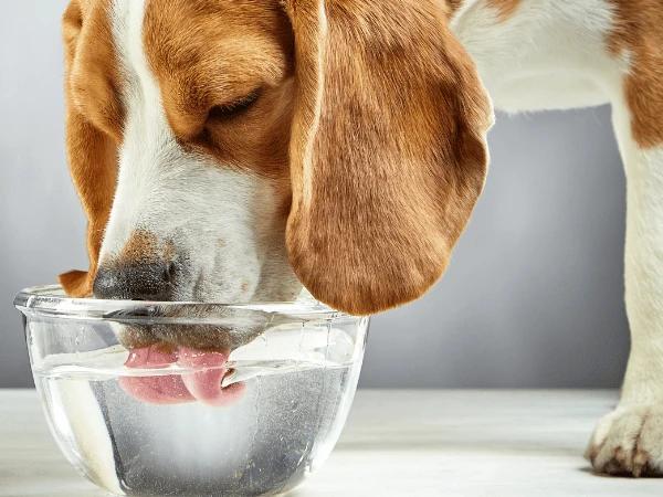 A dog drinking out of a clean water bowl, which is essential for great routine dog care