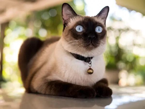 A close-up of a cat that has access to the yard, needing the FeLV vaccine for cats to prevent feline leukemia virus