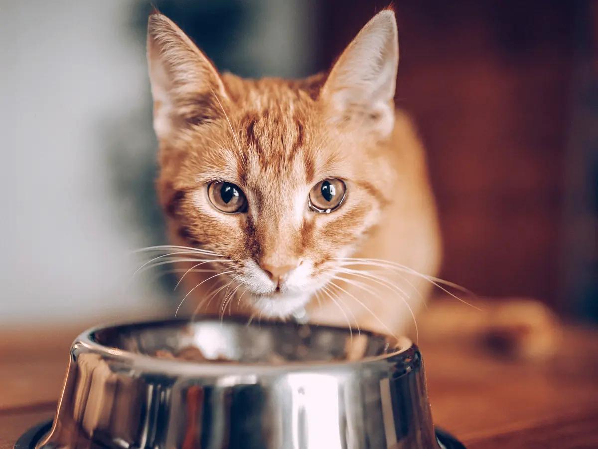 A ginger cat looking at the camera with a food bowl in front of it