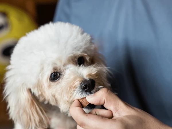 Close-up of a dog eating a heartworm preventive in order to prevent heartworm in dogs