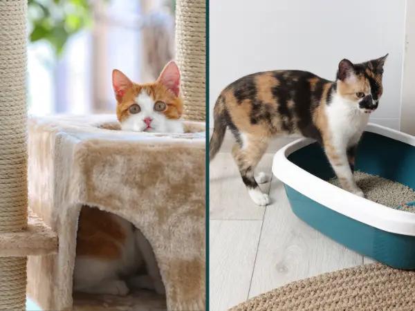 A cat tree with low climbing platforms and a low-entry litterbox, environmental tweaks that count as one of the home remedies for arthritis in cats to make daily life more comfortable