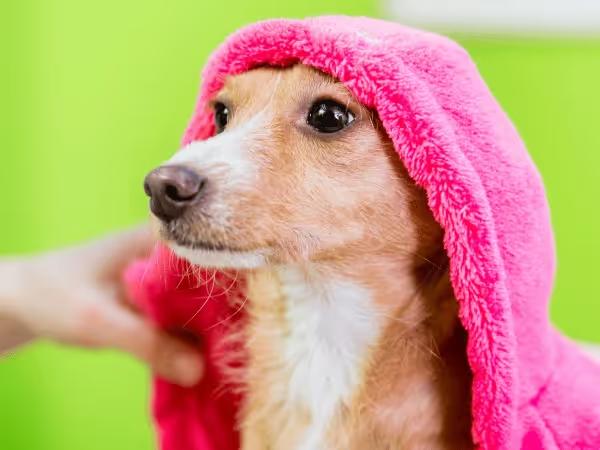 Close up of a dog with a towel to represent the experience of going to a dog bath self service or dog wash in Chicago