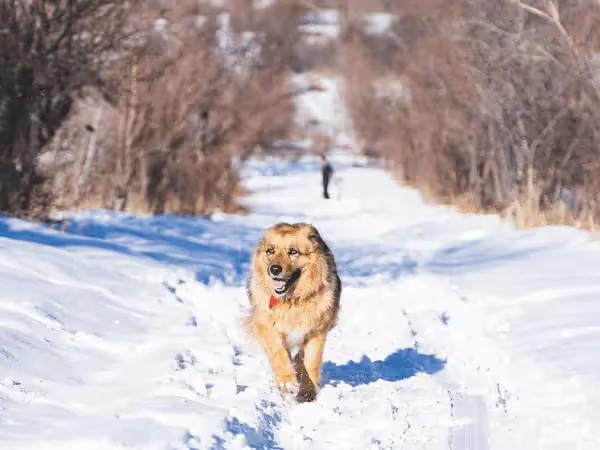 A dog happily walking in a dog friendly hiking trail