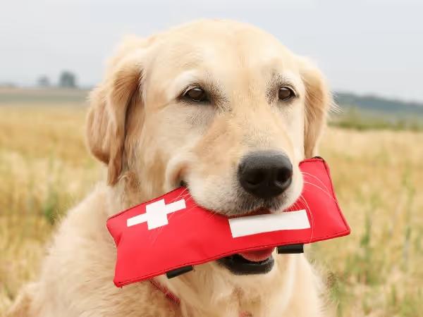 A dog holding a dog first aid kit