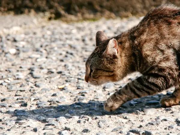 A photo of a cat hunting, representing the possibility of cats being a mechanical carrier of hantavirus