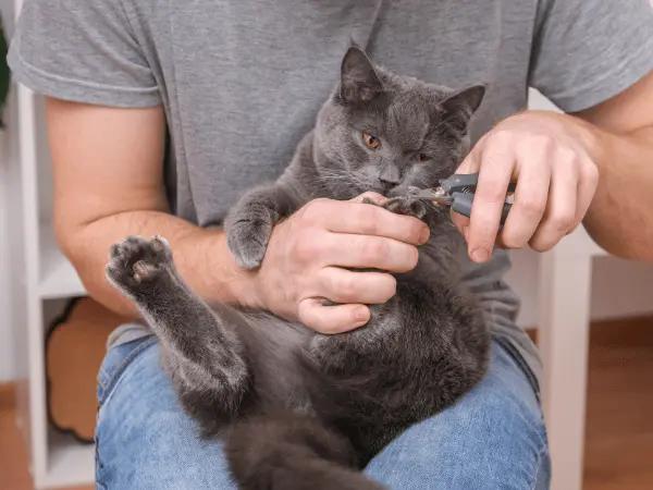 A pet parent clipping cat’s claws after training the cat to accept the process