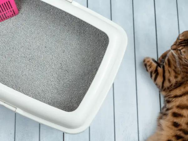 A cat lying beside a dry litter box, representing difficulty urinating, a situation that needs the attention of an emergency cat vet