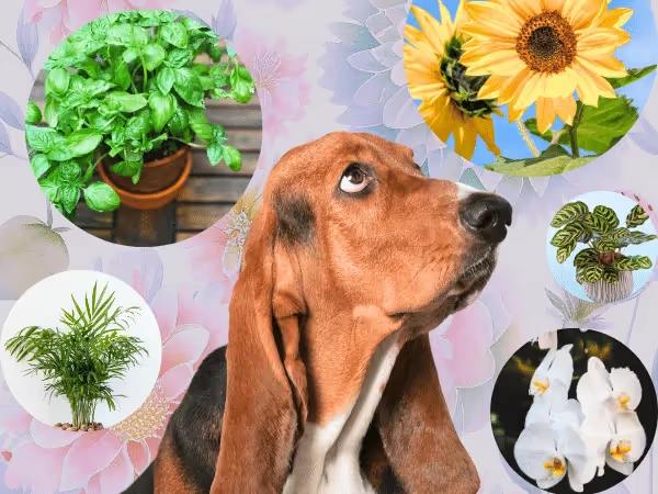 A dog surrounded by photos of safe plants for dogs