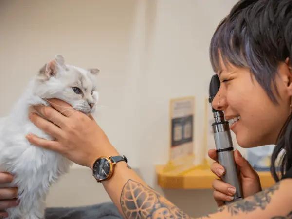 A Persian cat brought to Sploot Vets, a vet clinic in Chicago, Denver, and Colorado Springs, for Persian Cat care and to address Persian Cat health issues