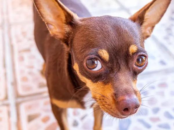A photo of cherry eye in dogs, requiring cherry eye in dogs treatment