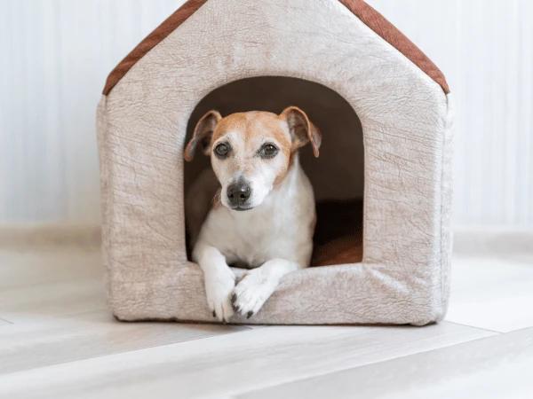 A dog hiding in their house exhibiting mild signs of dog anxiety