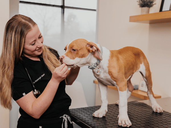 A puppy brought for a puppy exam at Sploot Veterinary Care, a vet clinic for puppies and dogs in Denver, Colorado Springs, and Chicago